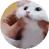 a person is holding a white cat in a bowl .