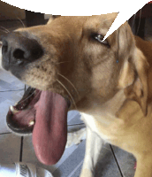 a close up of a dog yawning with a speech bubble above its head