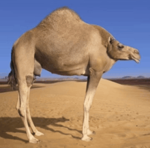a camel standing on its hind legs in the sand