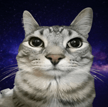 a close up of a cat 's face against a starry sky