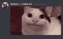 a screenshot of a chat with a picture of a cat and the name hecker