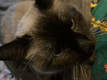 a close up of a cat 's face with a green shirt in the background