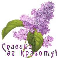 a bunch of purple flowers with a green leaf and the words спасибо за красоту