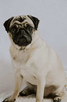 a pug dog is sitting on a white blanket