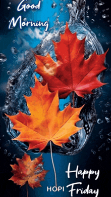 a picture of maple leaves with the words " good morning happy friday " on it