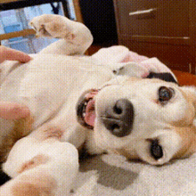 a dog is laying on its back with its mouth open