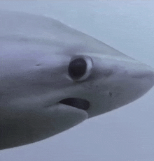 a close up of a shark 's face in the water