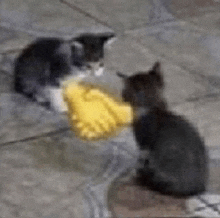 two cats shaking hands with a yellow glove .