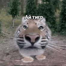 a close up of a tiger 's face with a caption in russian