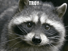 a close up of a raccoon with the name troy above it