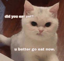 a white cat with a caption that says " did you eat yet u better go eat now "