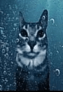 a cat is looking out of a window with water bubbles coming out of it .