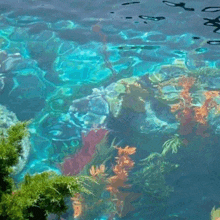 a coral reef in a swimming pool with a tree in the foreground .