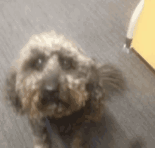 a small brown dog is sitting on a carpet and looking at the camera .