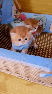 three kittens are playing in a wicker basket on a bed .