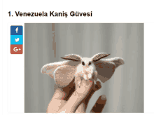 a person is holding a white moth in their hand with the caption venezuela kanis güveni