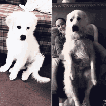 a woman is sitting on a couch with a white dog