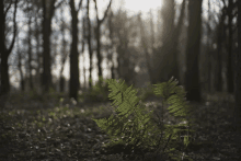 a fern in the middle of a dark forest with trees in the background