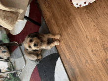 a small dog is laying on a rug on a wooden floor