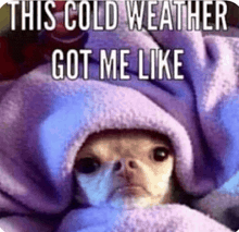 a small dog is wrapped in a purple blanket and says this cold weather got me like