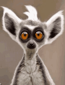 a close up of a lemur 's face with a funny look on its face