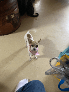 a small dog wearing a pink bandana stands on a tile floor