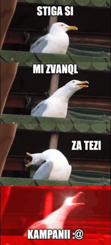 a seagull with the words stiga si mi zvanql za tezi and kampanii @ on the bottom