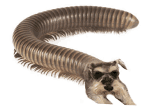 a dog laying next to a centipede that is very long