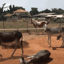 a donkey is laying on its back in the dirt in front of a fence with a natures logo on it