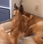 a dog is laying on a bed with its head on another dog 's back .