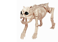 a skeleton of a dog with a skull and teeth