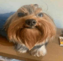 a small brown and black dog with a beard is sitting on a table .