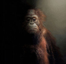 a close up of an orangutan with a black background