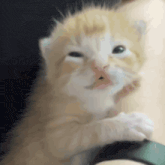 a close up of a kitten with its mouth open