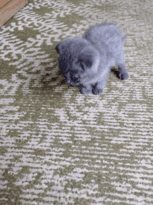 a small gray kitten laying on a green and white carpet