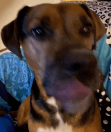 a close up of a brown and white dog licking its nose