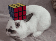 a white rabbit with a rubik 's cube on top of its head