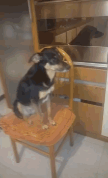 a black and brown dog sitting on a chair with a cushion that says ' i love you ' on it