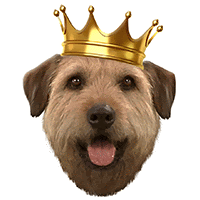 a small brown dog wearing a gold crown