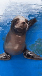 a seal is swimming in a blue pool and looking up at the camera