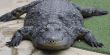 a large crocodile is laying on top of a concrete surface .