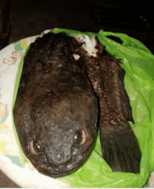 a fish is wrapped in a green plastic bag on a table