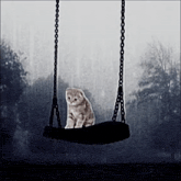 a cat is sitting on a tire swing .