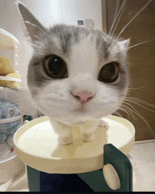 a close up of a cat 's face sitting on a yellow tray