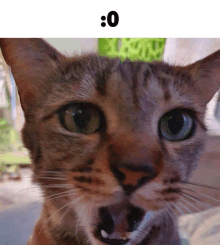 a close up of a cat 's face with the number 0 written below it