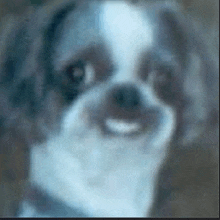 a close up of a dog 's face with a blurry background and a smile on its face .