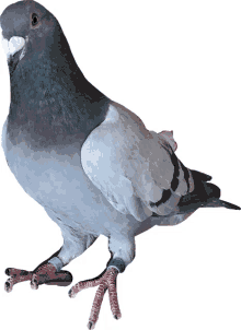 a pigeon with a blue band on its foot