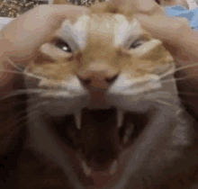 a close up of a cat 's face with its mouth open and teeth showing .