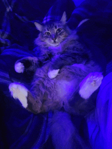 a cat laying on its back with a blue light behind it