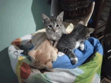 three kittens are laying on a pillow that says jtx on it